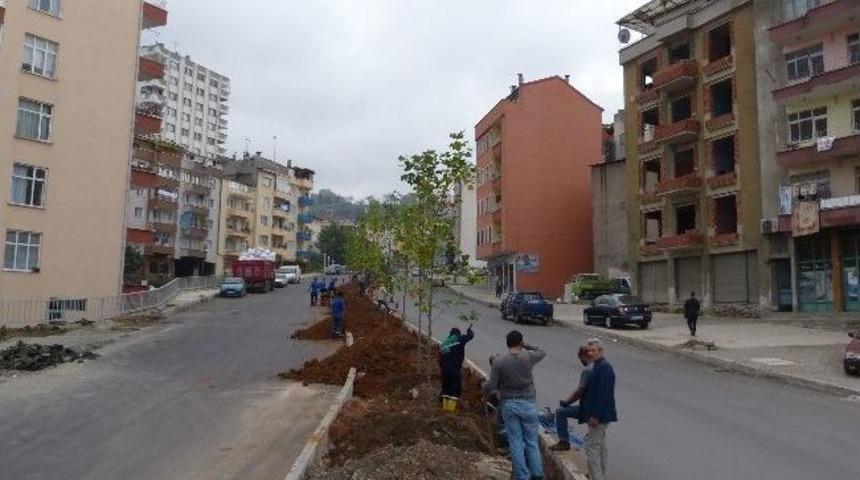 Trabzon Belediyesi Ağa&ccedil;landırma &Ccedil;alışmalarına Devam Ediyor