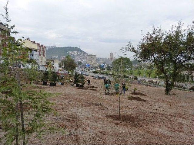 Trabzon Belediyesi Ağaçlandırma Çalışmalarına Devam Ediyor