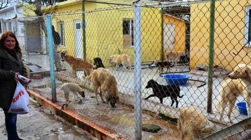 Köpek Barınağı Rengarenk Olacak