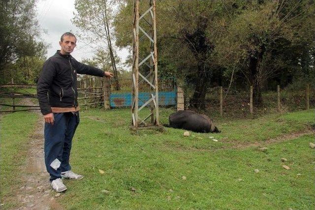 Manda Elektrik Akımına Kapıldı