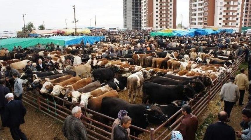 Trakya&rsquo;nın Kurbanlık İhtiyacının Y&uuml;zde 50&rsquo;si Kastamonu&rsquo;dan