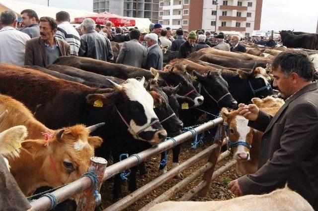 Veteriner Hekimler Odasından Kurban Bayramı Öncesi Uyarı