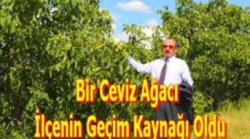 Bir ceviz ağacı il&ccedil;enin ge&ccedil;im kaynağı oldu