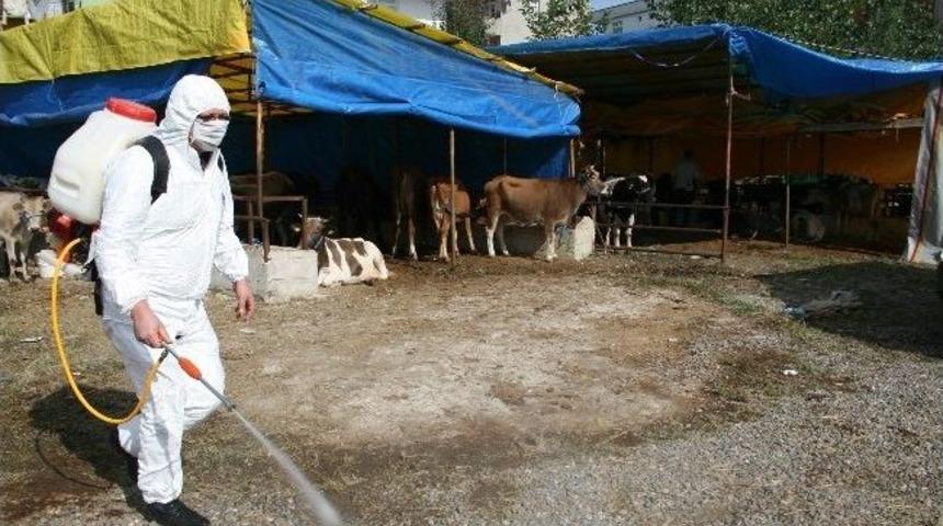 Kurbanlıklar İlaç Ve Aşıyla Korunuyor