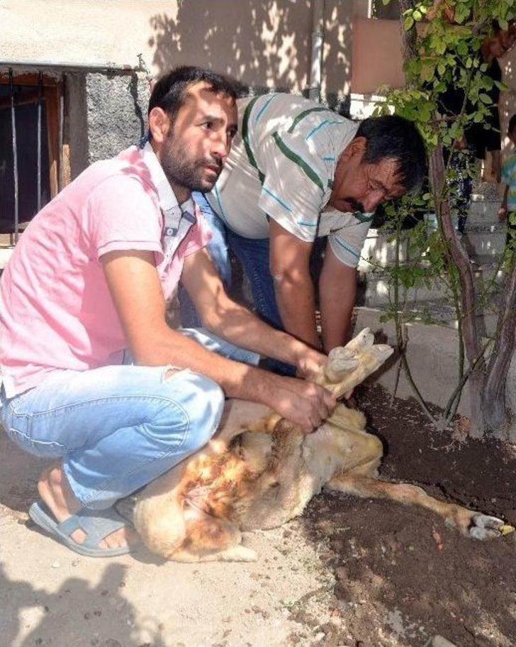 (özel Haber) Hayata Dönüşe 2 Kurban G2