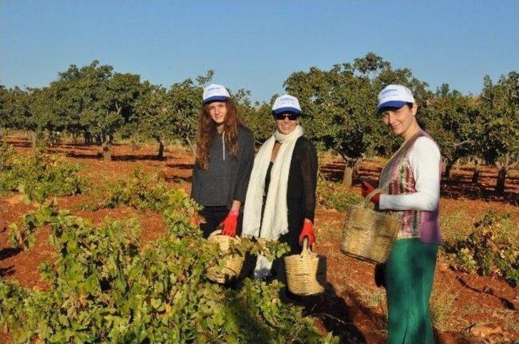 Şire Festivali, Bağ Bozumu İle Başladı G1