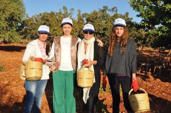 Şire Festivali, Bağ Bozumu İle Başladı G2