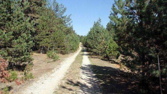 Orman Kadastro Çalışmalarını 'tapu' Yapacak