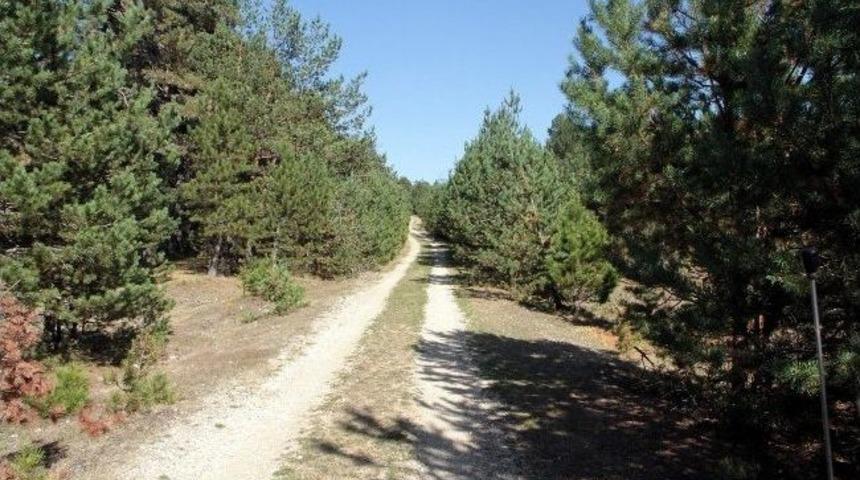 Orman Kadastro &Ccedil;alışmalarını 'tapu' Yapacak