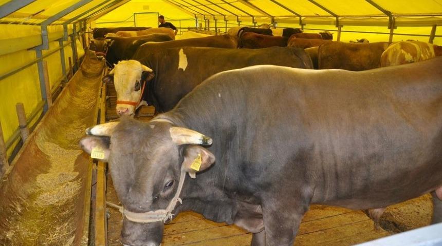 Kurban Pazarından &Ccedil;eyrek Altınlı Promosyon