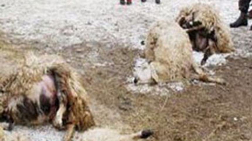 A&ccedil; kurtlar koyunları par&ccedil;aladı