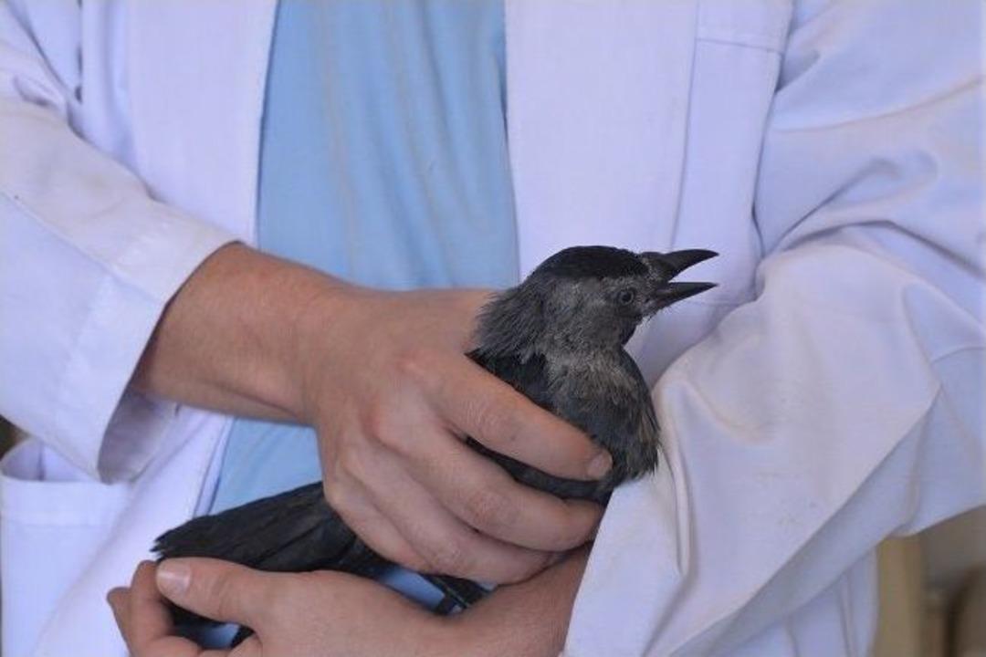 Tedavileri Yapılan Sevimli Dostlar Sıcak Yuva Arıyor