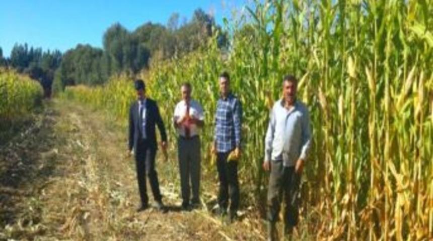 G&uuml;roymak&rsquo;ta Silaj Yapımına Başlandı