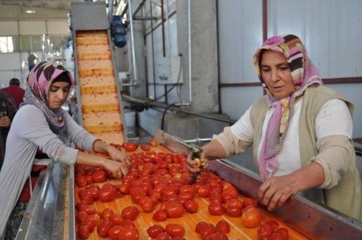 Bölgenin Salça İhtiyacını Bitlis Karşılıyor G1