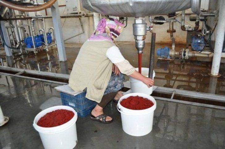 Bölgenin Salça İhtiyacını Bitlis Karşılıyor G2