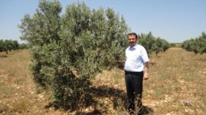 Gökdemir; “zeytinde Verim Düşük Kalite Yüksek “