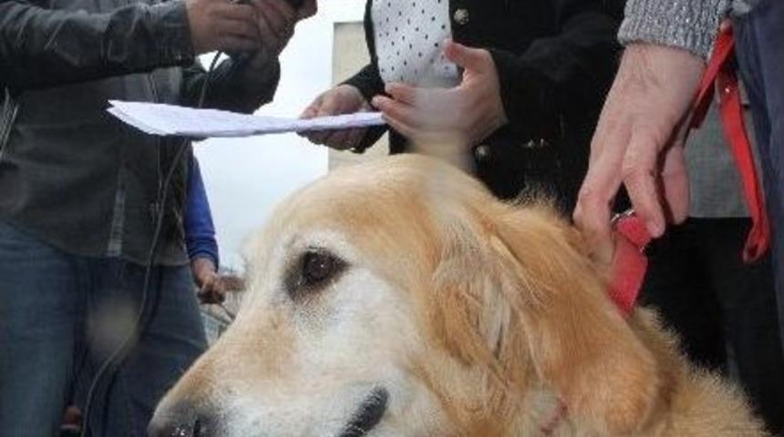 Adliye &Ouml;n&uuml;nde K&ouml;pekli, Hayvanlar G&uuml;n&uuml; Kutlaması