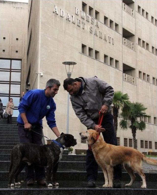 Adliye Önünde Köpekli, Hayvanlar Günü Kutlaması