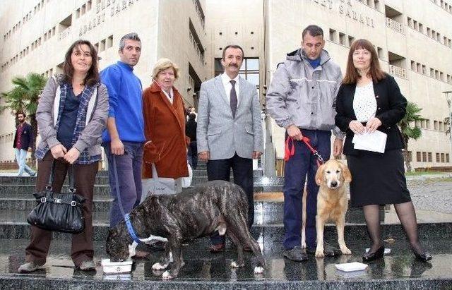 Adliye Önünde Köpekli, Hayvanlar Günü Kutlaması