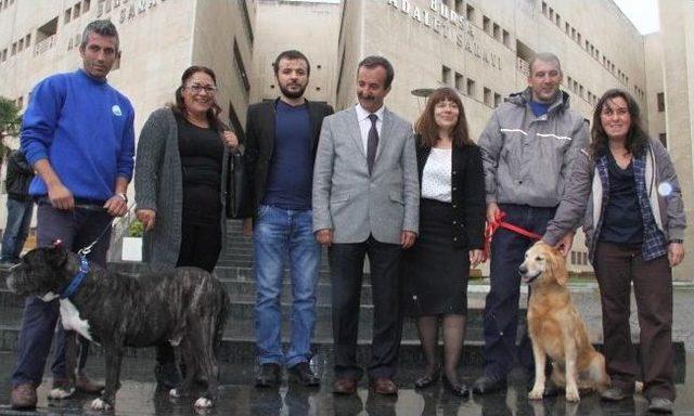 Adliye Önünde Köpekli, Hayvanlar Günü Kutlaması