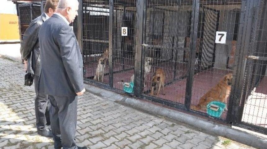 &Ccedil;elikkanat: &ldquo;sokak Hayvanlarına Sahip &Ccedil;ıkalım&rdquo;