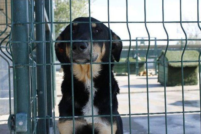 Edirne Köpek Barınağına Hachiko Heykeli