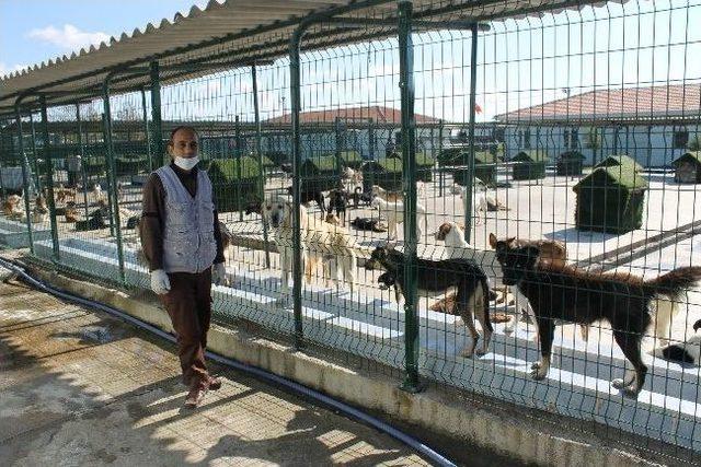 Edirne Köpek Barınağına Hachiko Heykeli