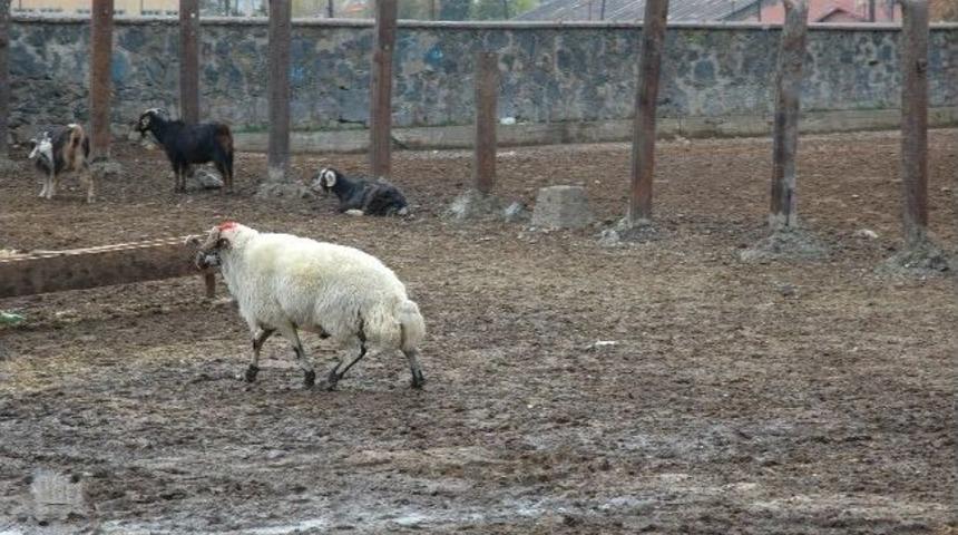 Ka&ccedil;an Kurbanlık Ko&ccedil; Sahibini Peşinden Koşturdu