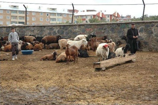 Kaçan Kurbanlık Koç Sahibini Peşinden Koşturdu