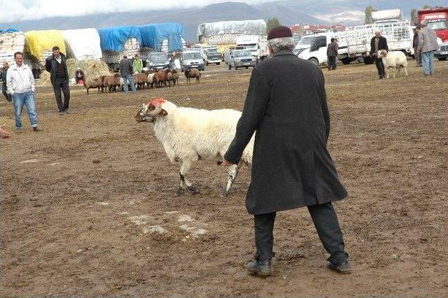 Kaçan Kurbanlık Koç Sahibini Peşinden Koşturdu