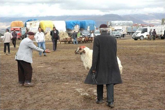 Kaçan Kurbanlık Koç Sahibini Peşinden Koşturdu