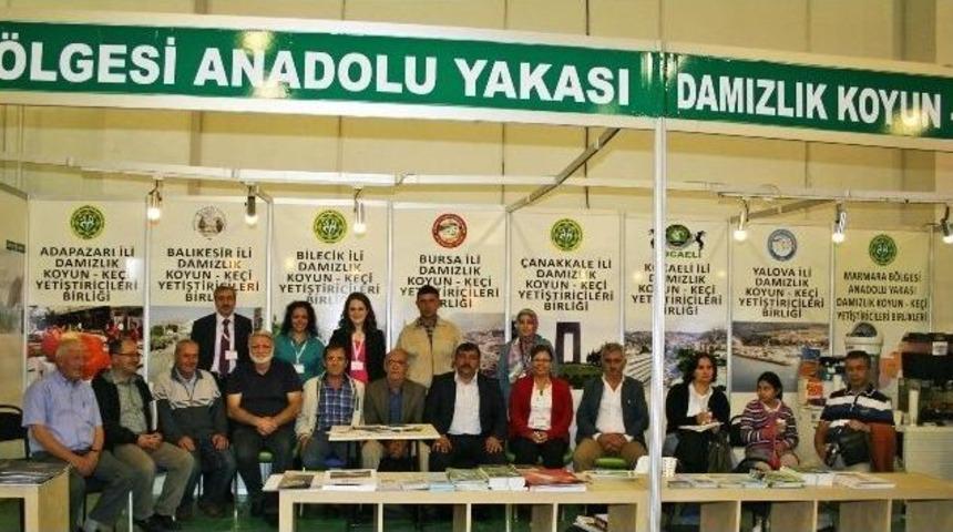 K&uuml;&ccedil;&uuml;kbaş &Uuml;retici Birlikleri Hayvancılık Fuarı&rsquo;nda Stant A&ccedil;tı