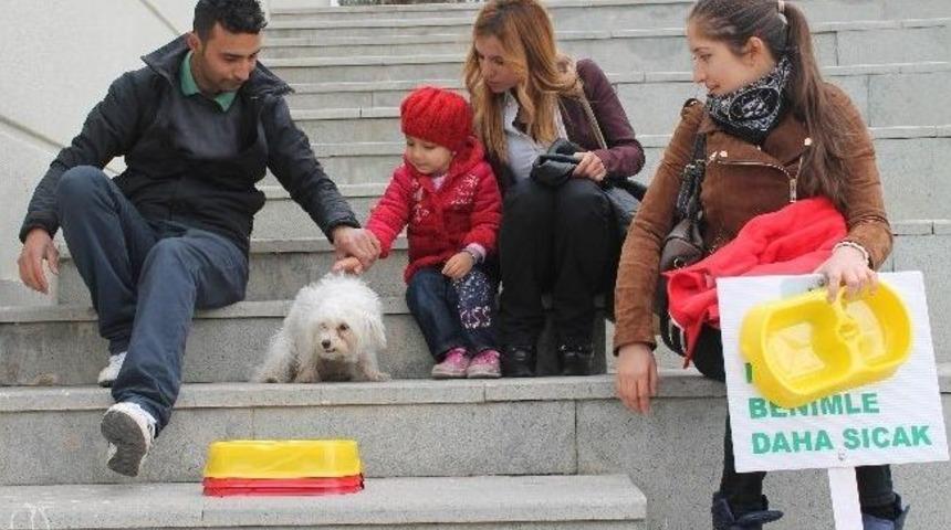 Sokak Hayvanlarına Mama Kabı