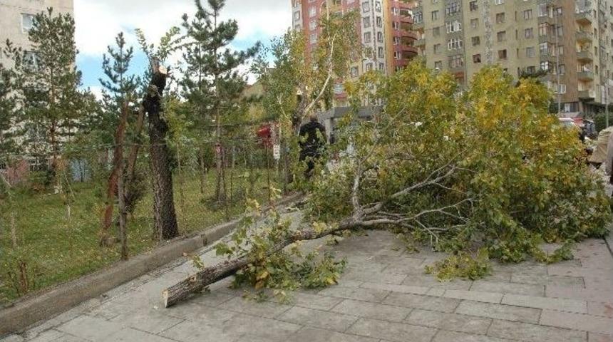 Erzurum'da Ağa&ccedil;lara Mevsimsel Budama