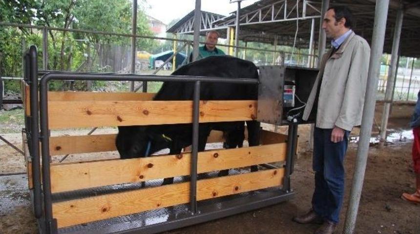 Hendek Belediyesi&rsquo;nden Kurbanlıklara Gebelik Ve Kilo Kontrol&uuml;