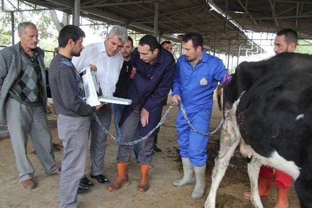 Hendek Belediyesi&rsquo;nden Kurbanlıklara Gebelik Ve Kilo Kontrol&uuml; 2