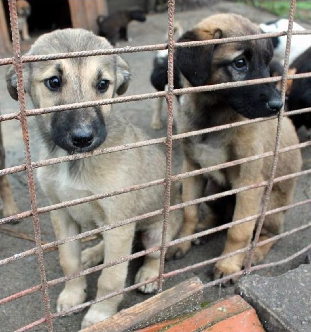 &lsquo;sokak Hayvanları&rsquo;da İnsanlar Kadar Duygusal&rsquo;
