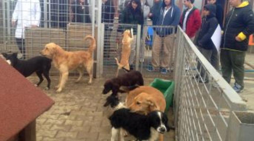 D&uuml;nya Hayvanlar G&uuml;n&uuml;'nde &Ccedil;ocuklar Barınaklara Koştu