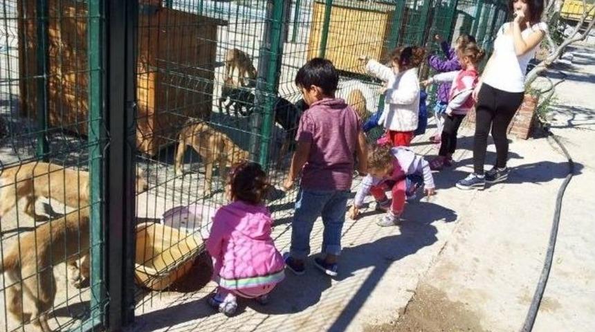 Didimli Miniklerden Hayvan Barınağına Ziyaret..