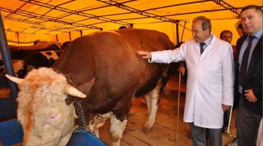 Başkent'te Kurban Pazarlarına Sıkı Denetim