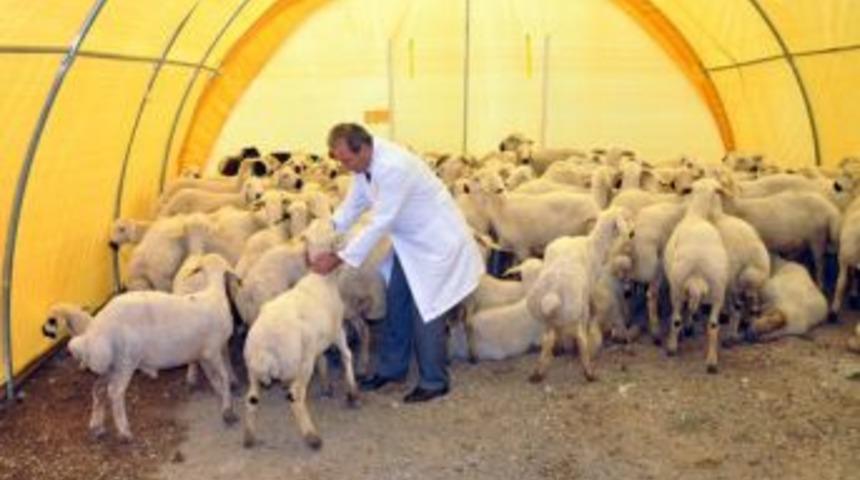 Ovacık Kurban Pazarının G&ouml;zdeleri Paşa Ve &Ccedil;etin