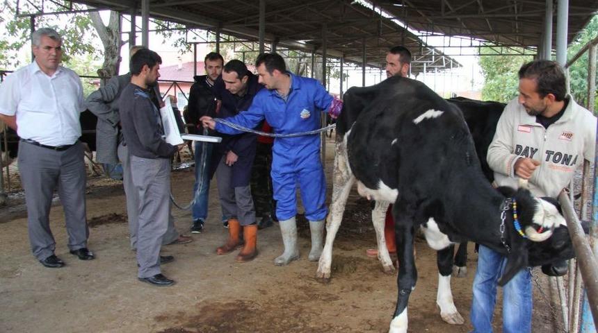 Pazara Gelen Dişi Kurbanlıklara Gebelik Testi Yapılıyor