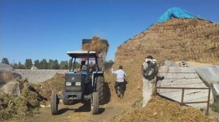 G&uuml;roymak&rsquo;ta Slajlık Mısır &Uuml;retimi