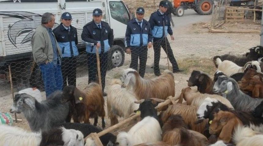 Karaman'da Kurban Satış Ve Kesim Yerleri Belirlendi