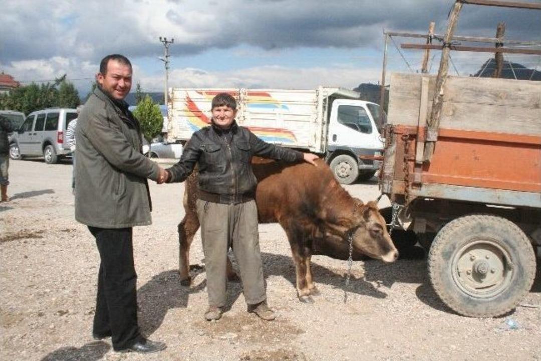 Osmaneli&rsquo;de Kurbanlıklar G&ouml;r&uuml;c&uuml;ye &Ccedil;ıktı