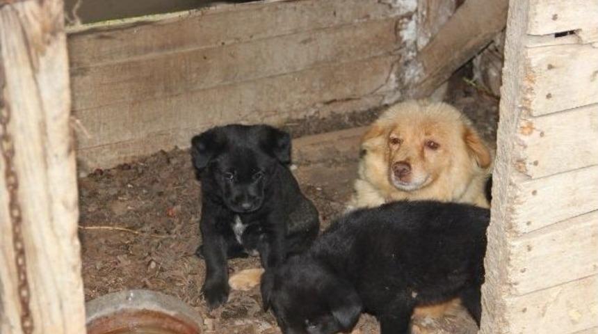 Veterineri Bile Şaşırtan K&ouml;pek
