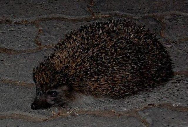 Sanatçı Selma Sonat’ın Kirpi Dostu “ürkek” Mahallenin Maskotu Oldu