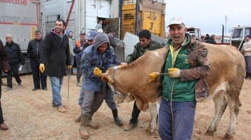 180 Baş Gebe D&uuml;ve Dağıtıldı