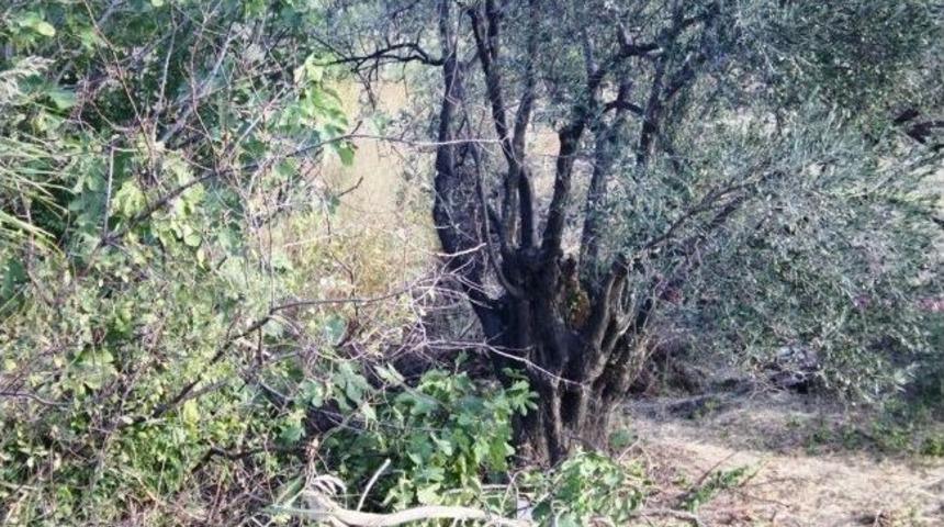 Ayvalıkta Dere Islahı Sırasında El Bombaları Bulundu