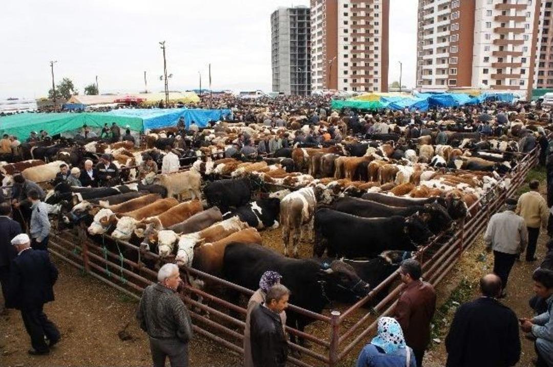 (&ouml;zel Haber) Canlı Hayvan Pazarında &lsquo;denetim&rsquo; Krizi